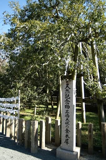 三嶋神社の金木犀
