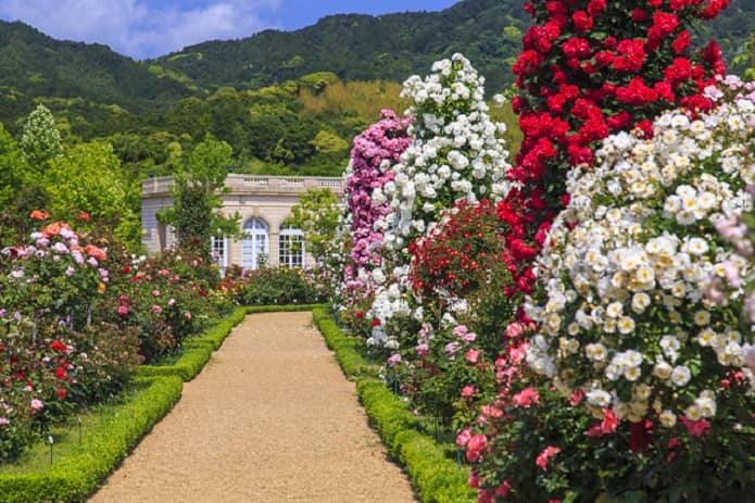 河津バガテル公園 フランス式庭園で6 000株のバラに癒されよう Izu Hack