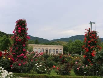 河津バガテル公園 フランス式庭園で6 000株のバラに癒されよう Izu Hack