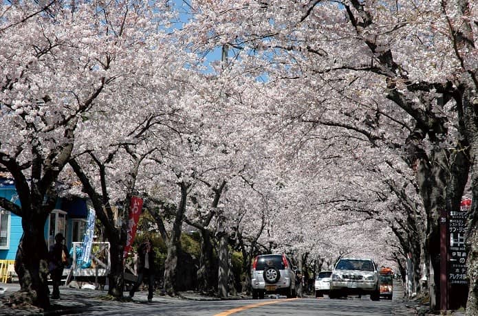 伊豆高原の桜景色