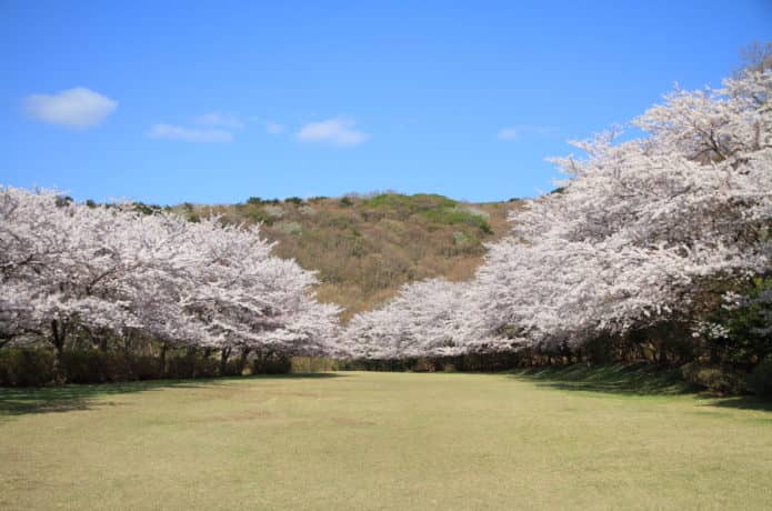 東伊豆クロスカントリーコースの桜