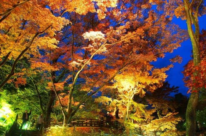 熱海梅園の紅葉の画像
