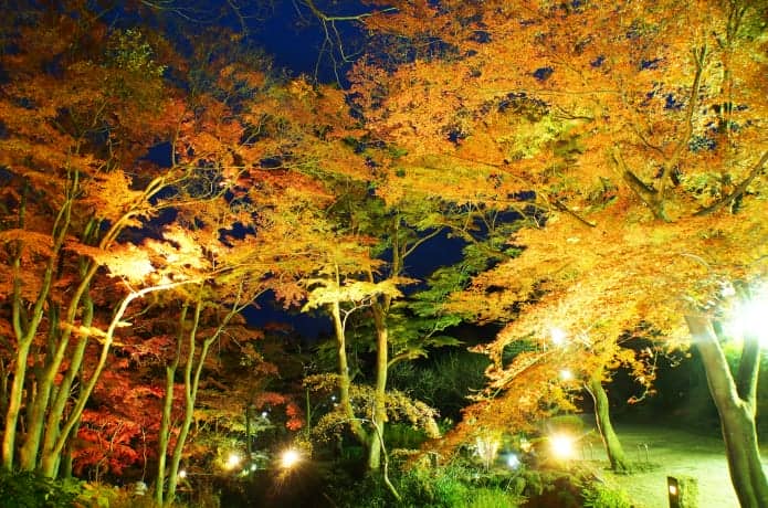 熱海梅園の紅葉の画像