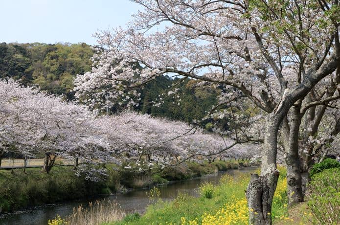 那賀川沿いの桜並木