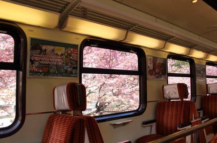 伊豆急行の車内と桜