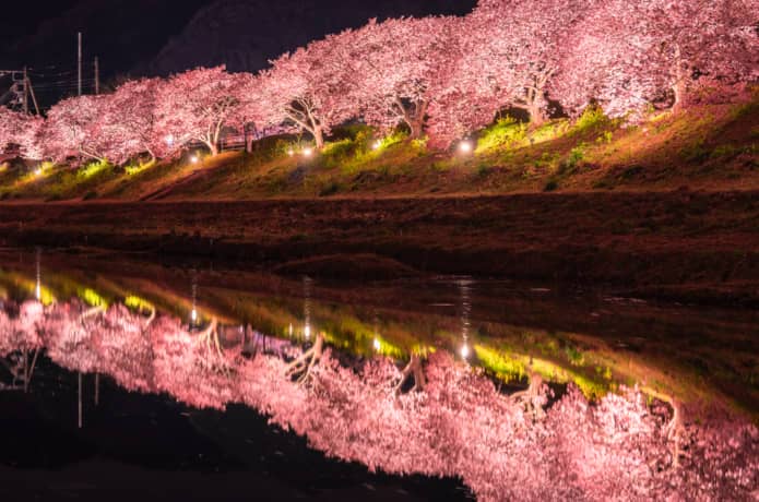 南伊豆 みなみの桜と菜の花まつり 21年2月10日 3月10日まで開催 Izu Hack
